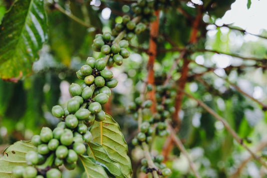 Brewing Change: The Resilient Journey of Mexican Coffee Production - Coffee Tasting Room
